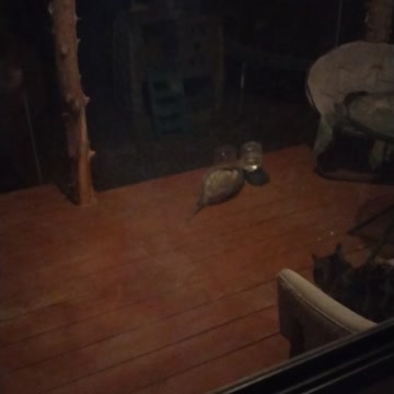 Possum eating cat food
