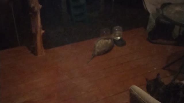 Possum eating cat food