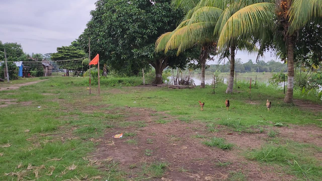 Buscando un Rapido para Surcar el Rio Abujau - Ucayali Perú