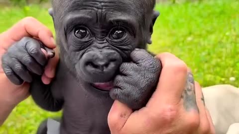 Cuteness and sweetness 😍🐒🦍