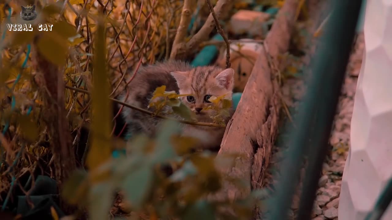 4K Quality Animal Footage - Cats and Kittens Beautiful Scenes Episode 8 | Viral Cat