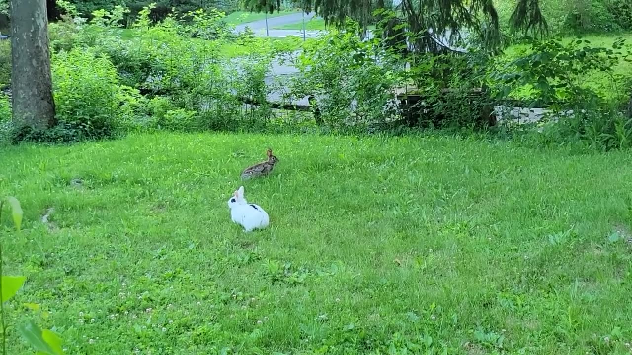 Pet rabbit meets wild rabbit for the first time