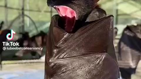 Yawning bat