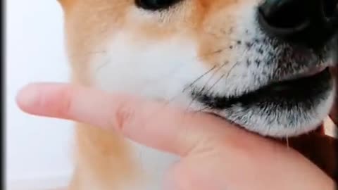 a dog barking.