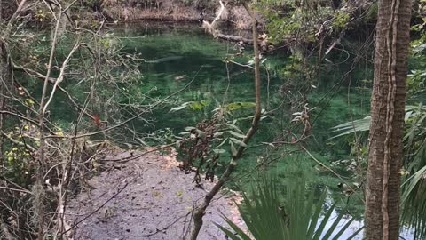 Anhinga y Manatee- female coming into breeding season