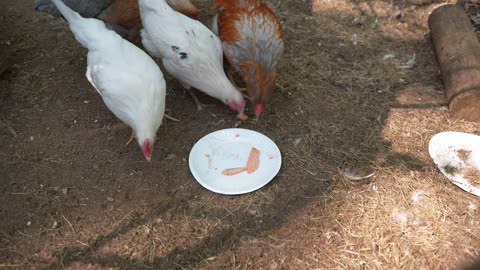 Is there any chance chickens would like baked coho salmon?