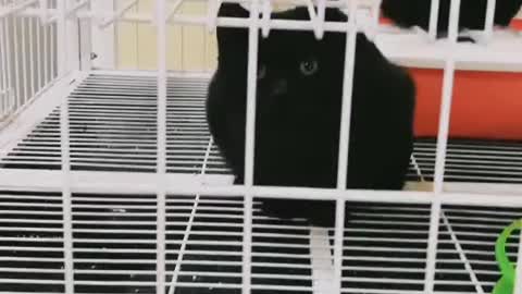 This little black cat is very cute