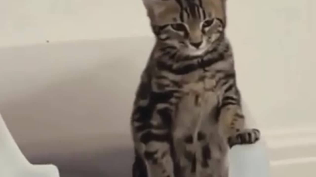 Funny Cat