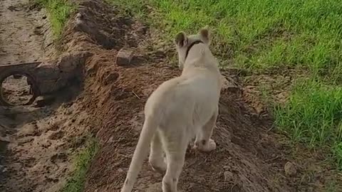 tiger baby in india village