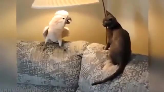 Funny,A quarrel between a cat and a violent parrot