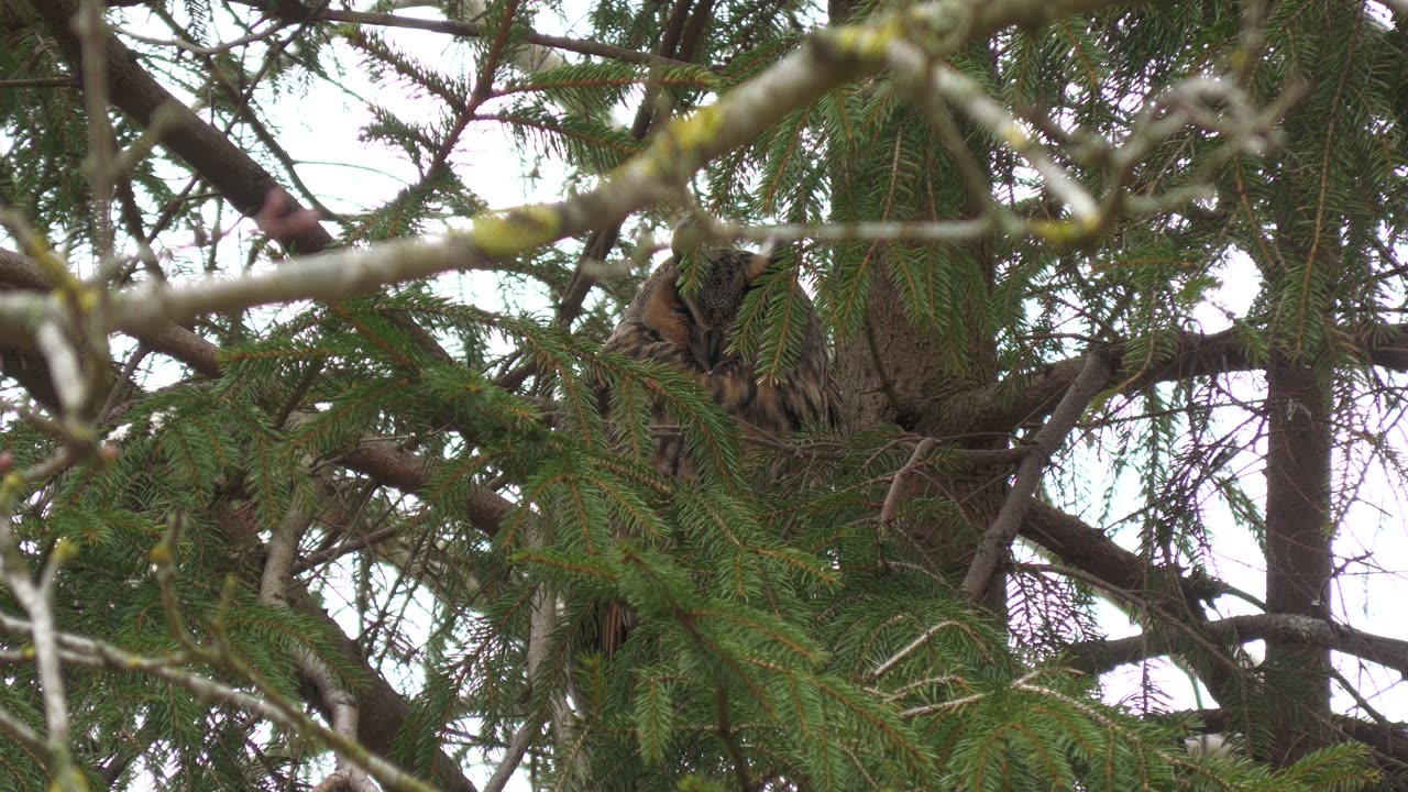 Shortfilm.: A perfect day with horned owls