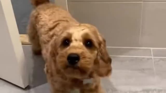 Nice dog