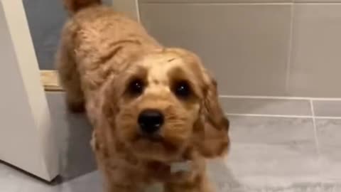 Nice dog