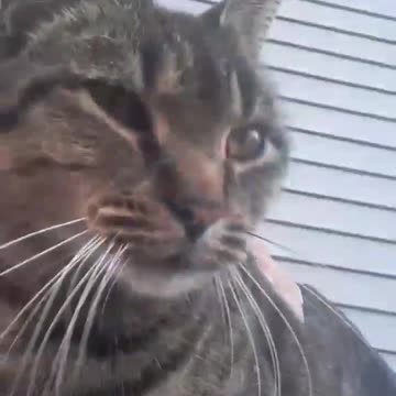 75 degrees in November? Me & my ferral cat will take it!