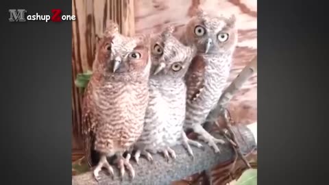 Owls funny videos 😁😜