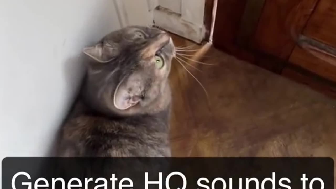 Sounds that attract cats - Meow to make cats come to you