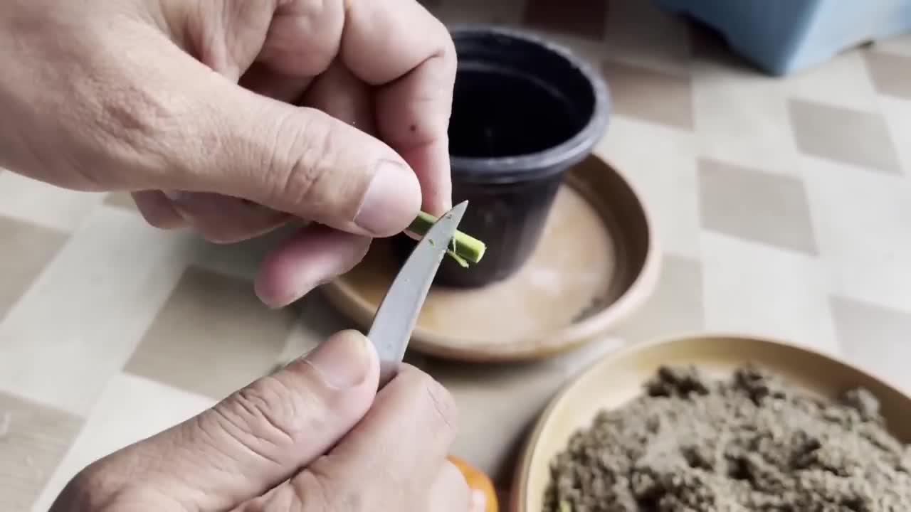 How To Grow Lemon Tree Small Cuttings In A Tomato