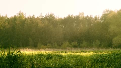 the sound of rain when in the forest