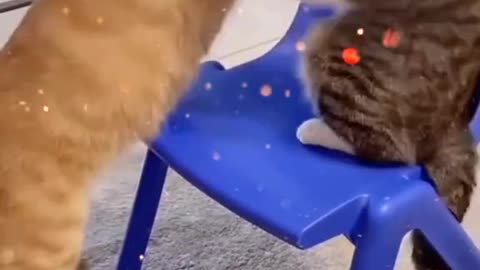 Cat 🐈 and dog 🐶 fight