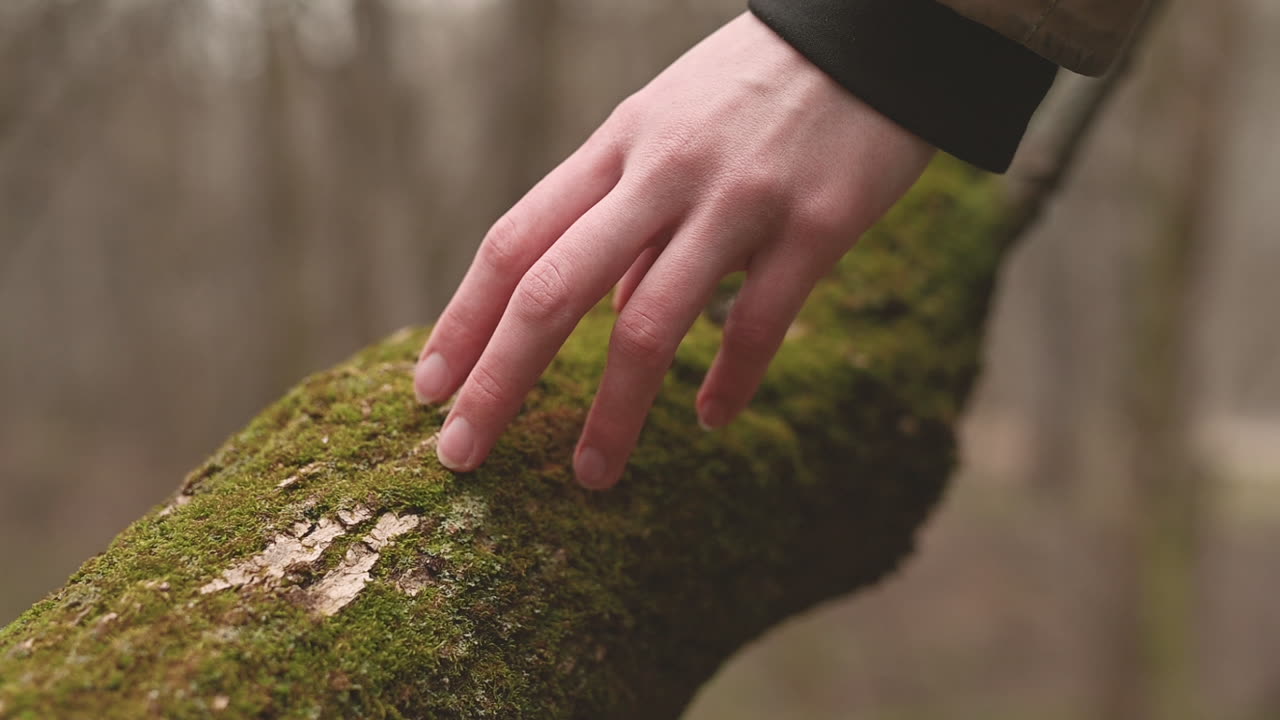 Someone caresses the moss of a forest trunk