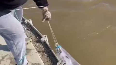 Amazing video #shorts #animal #foryou #op#treanding #animal