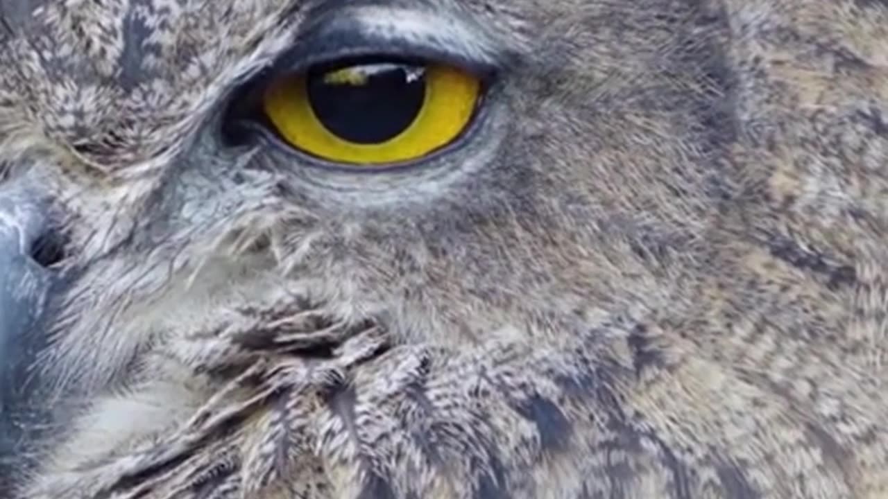 Facts About Owls