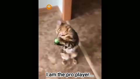 Cat playing with a ball .