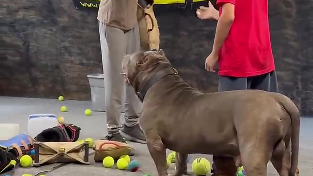 This pit bulls got incredible restraint phishdage..🐶