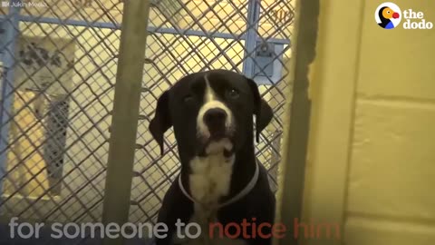 Dog Flips Out When He Realizes He's Been Adopted