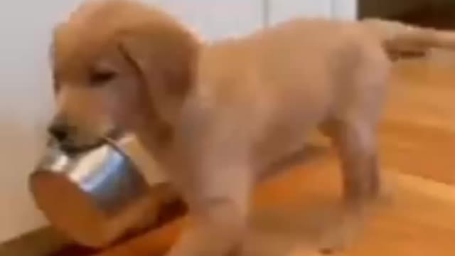 Hungry baby 🐕🐕 Dog.... Shorts funny video