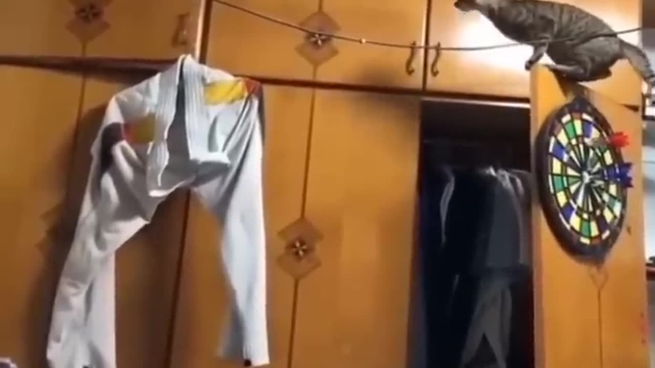 Funny dogs&cats