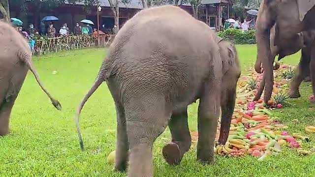 smart elephant