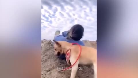 Funny Animals 2024 😂 --Funny Cats and Dogs Videos 😻🐶-P1