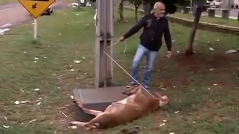 Crazy Goat Terrorizing People In Brazil