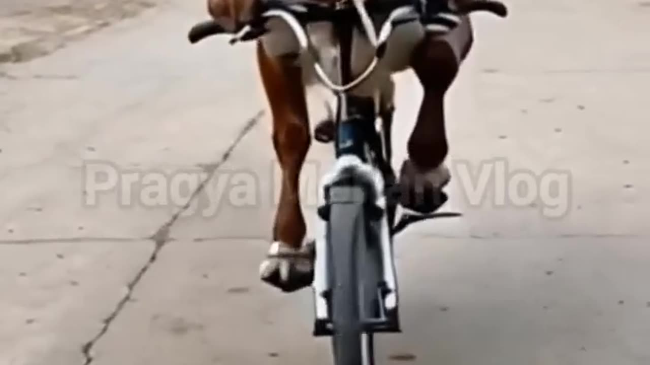 COW RIDING ON A BICYCLE