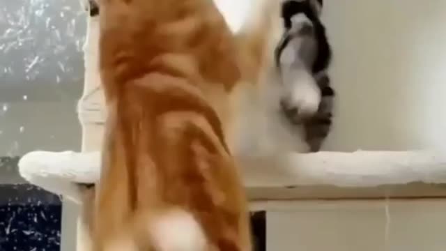 Funny Cat Slapped this Crazy Cat 🐈