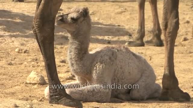 Camels depart on a desert journey - Kutch, Gujarat_Cut