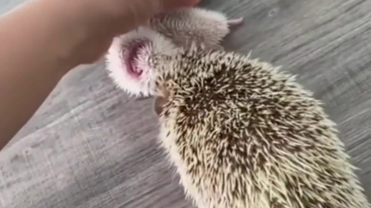 Little hedgehogs 😍😍