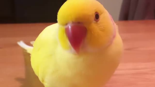 My happy parrot