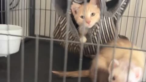 Kitten in the Ferret Cage