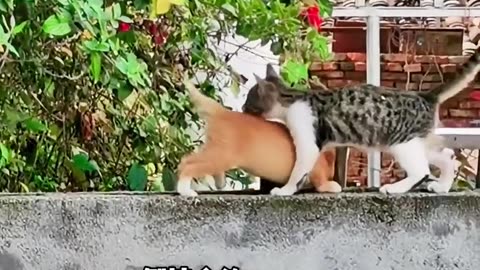 Funny Pets Moment #46