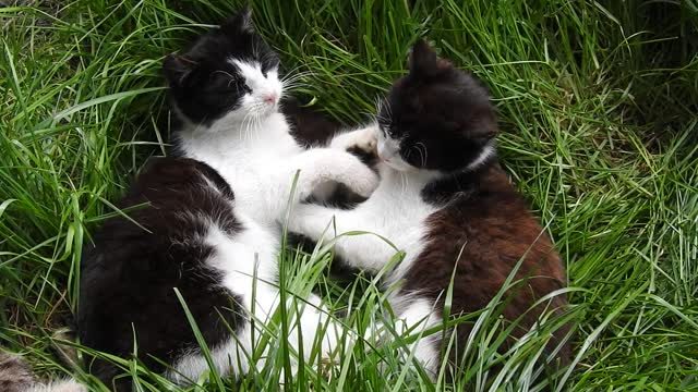 Les chats, qui aime bien châtie bien