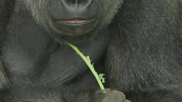 orangutan it's hungry