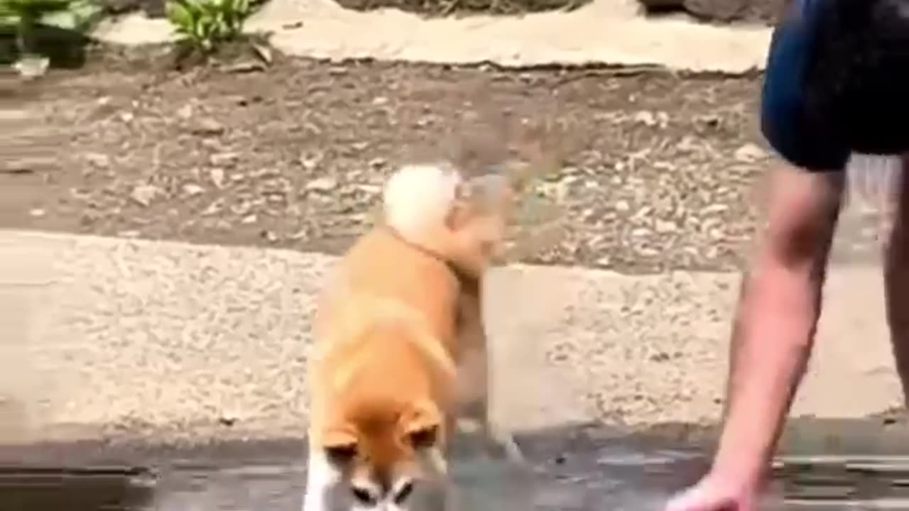 funny animals of January 2024