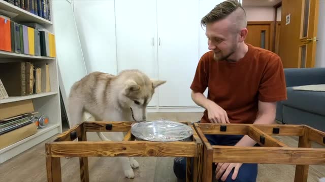 Wrapped A Bowl Of Dog Food In Plastic Wrap! Husky Test Of Ingenuity