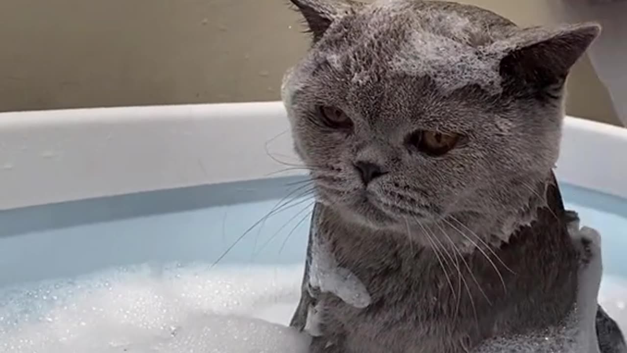 Bathing cat