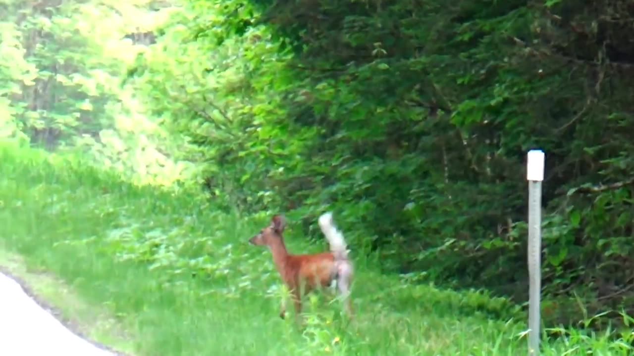 Deer Crossing