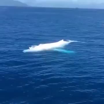 Most Amazing GIANT WHEEL caught on cam