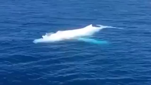 Most Amazing GIANT WHEEL caught on cam