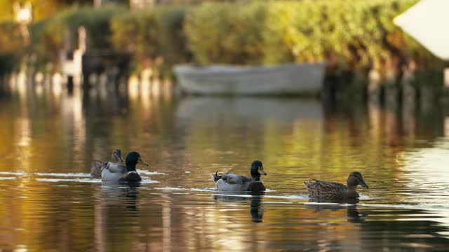 duck water feeder